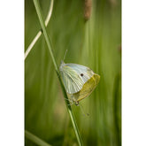 gelber Schmetterling