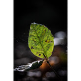 Blatt im Sonnenlicht