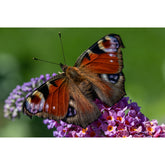 Schmetterling im Flieder