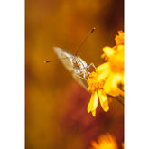 Falter auf gelber Blume