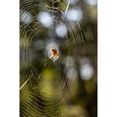 Spinnennetz mit Bokeh