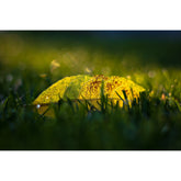 Blatt im Sonnenlicht