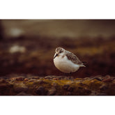 Strandläufer am Weststrand Darß
