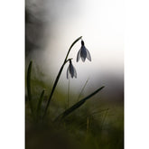 Schneeglöckchen im Gegenlicht