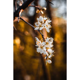 Kirschblüte in der Klosterwiese