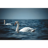 Schwäne im Gespensterwald