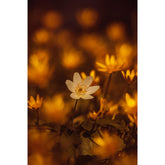 Buschwindröschen am Schloss