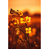 Rapsblüte im Sonnenschein