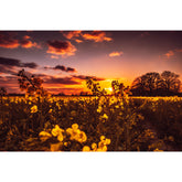 Rapsfeld im Sonnenuntergang