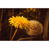 Löwenzahn - Vergänglichkeit