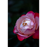 pinke Rose