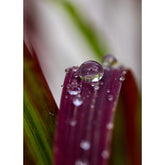 Regentropfen auf Grashalm