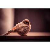 Rotschwänzchen auf Gartentisch