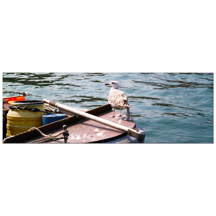 Möwe auf Kutter