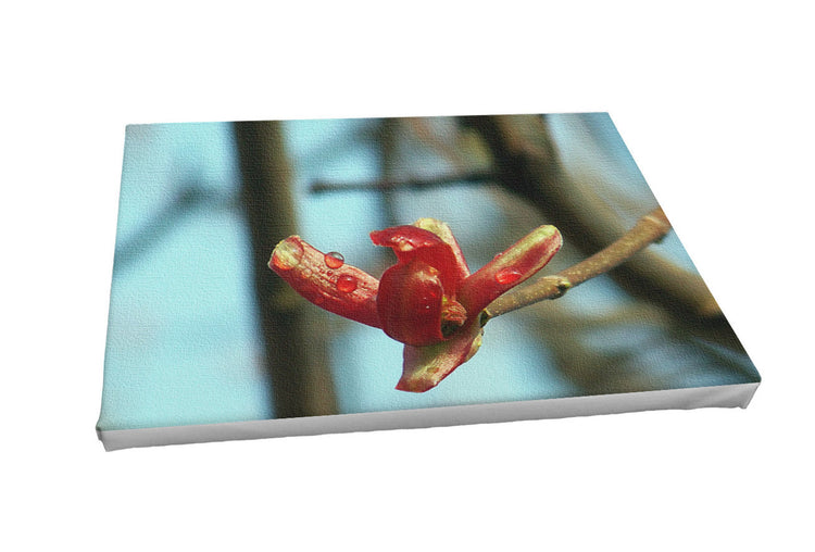 Foto auf Leinwand - Ahorn im Frühling