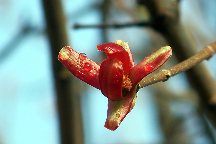 Foto auf Leinwand - Ahorn im Frühling