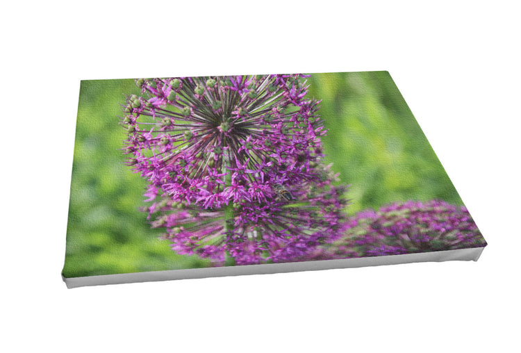 Foto auf Leinwand - Allium Zierlauch