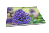 Foto auf Leinwand - Allium Zierlauch