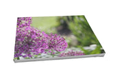 Foto auf Leinwand - Allium Zierlauch