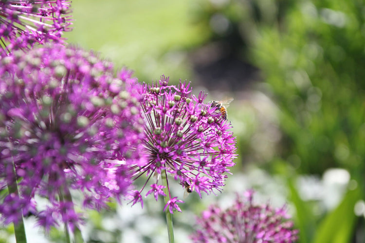 Foto auf Leinwand - Allium Zierlauch