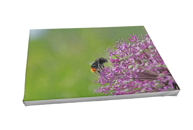 Foto auf Leinwand - Allium Zierlauch