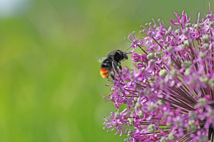 Foto auf Leinwand - Allium Zierlauch