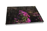 Foto auf Leinwand - Aster