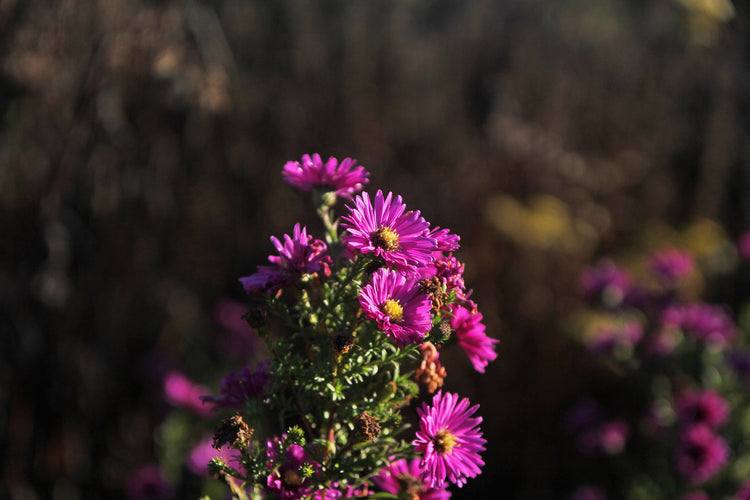 Foto auf Leinwand - Aster