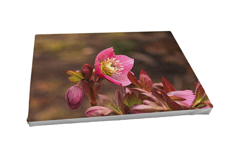Foto auf Leinwand - Christrose Rot