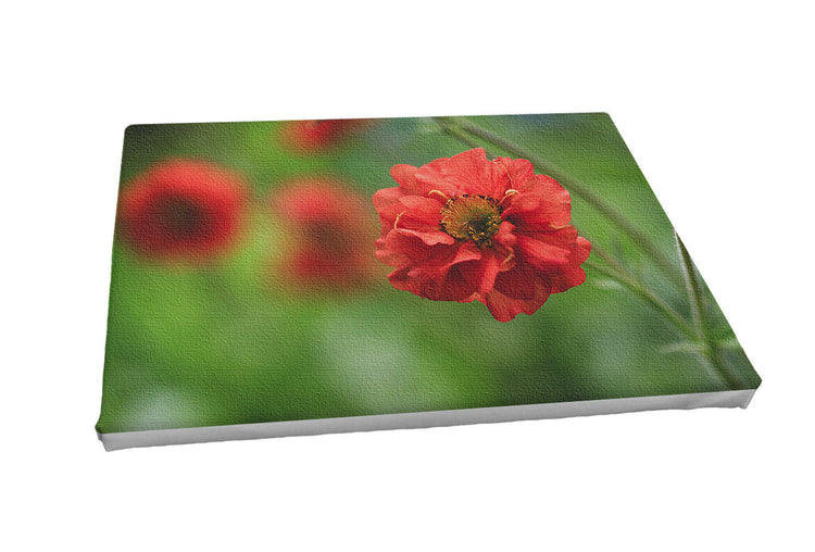 Foto auf Leinwand - Geum Nelkenwurz