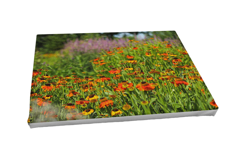 Foto auf Leinwand - Helenium Moerheim Beauty