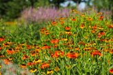 Foto auf Leinwand - Helenium Moerheim Beauty