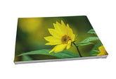 Foto auf Leinwand - Helianthus Lemon Queen