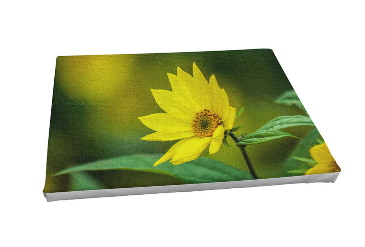 Foto auf Leinwand - Helianthus Lemon Queen