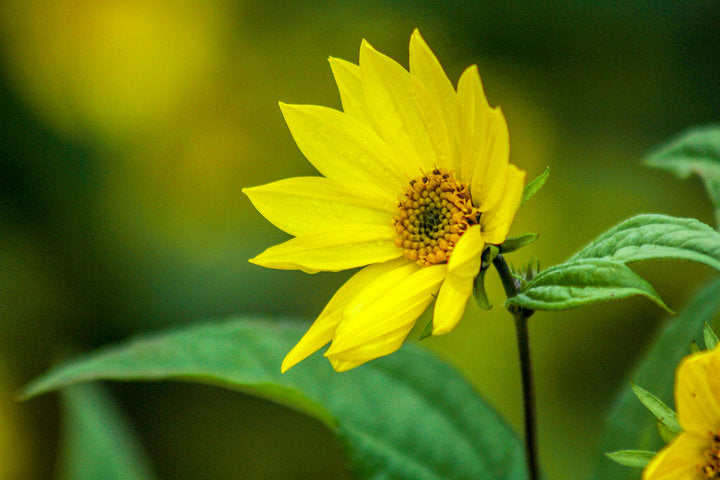 Foto auf Leinwand - Helianthus Lemon Queen