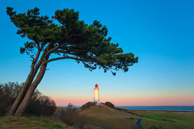 Foto auf Leinwand - Hiddensee Dornbusch