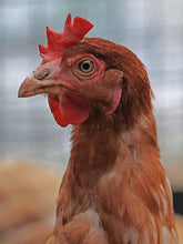 Foto auf Leinwand - Huhn