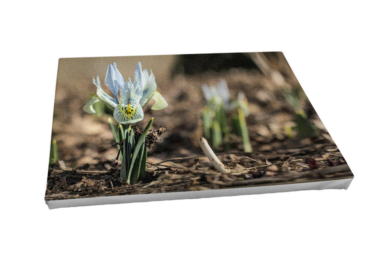 Foto auf Leinwand - Iris