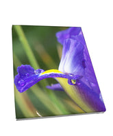 Foto auf Leinwand - Lilie Iris