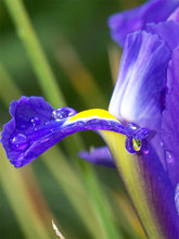 Foto auf Leinwand - Lilie Iris