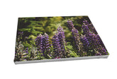 Foto auf Leinwand - Lupine