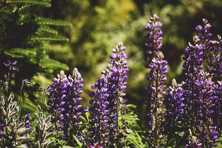 Foto auf Leinwand - Lupine