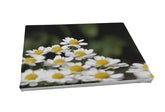 Foto auf Leinwand - Margerite Chrysanthemum