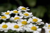 Foto auf Leinwand - Margerite Chrysanthemum