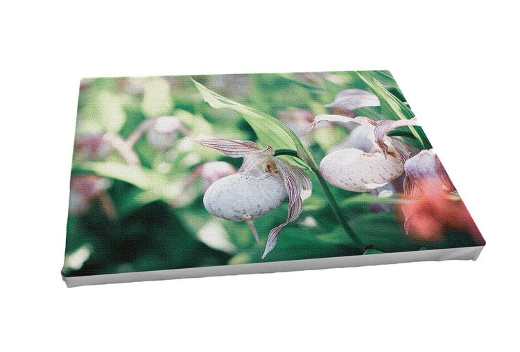 Foto auf Leinwand - Orchidee Frauenschuh