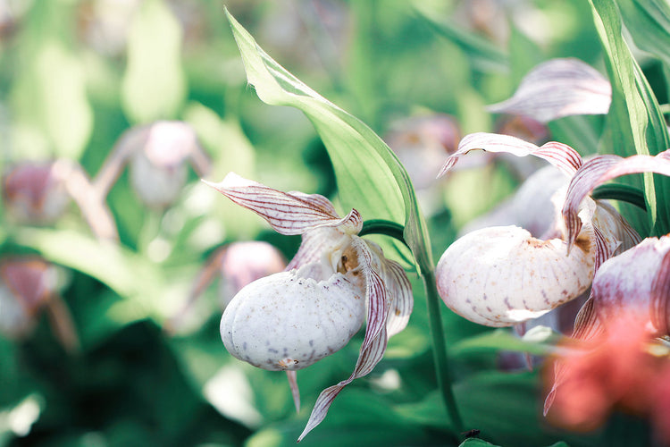 Foto auf Leinwand - Orchidee Frauenschuh
