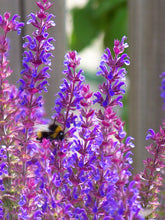 Foto auf Leinwand - Salvia Ziersalbei
