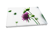 Foto auf Leinwand - Scabiosa (Grindkraut)