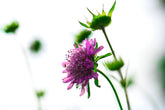 Foto auf Leinwand - Scabiosa (Grindkraut)