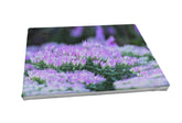 Foto auf Leinwand - Sedum Fetthenne